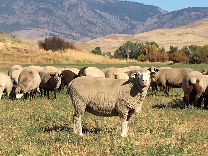 Conserving Romeldale CVM Sheep